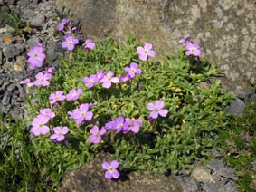 Aubrieta canescens ssp canescens